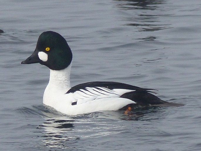 Bucephala clangula, hohol severní