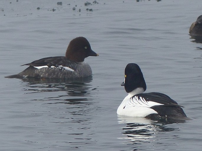 Bucephala clangula, hohol severní