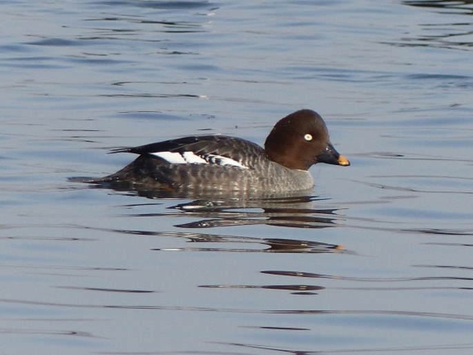 Bucephala clangula, hohol severní