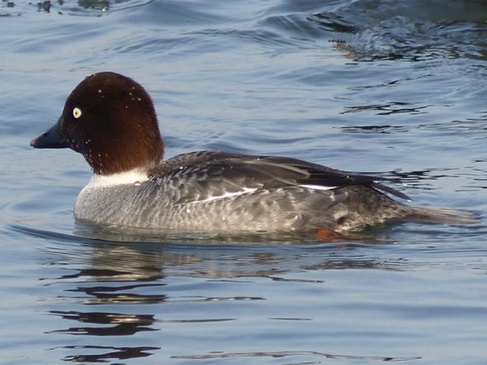 Bucephala clangula, hohol severní