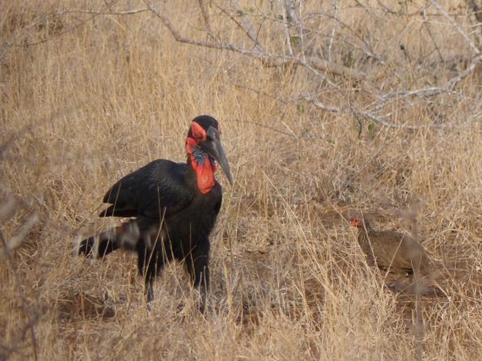 Bucorvus leadbeateri, zoborožec kaferský