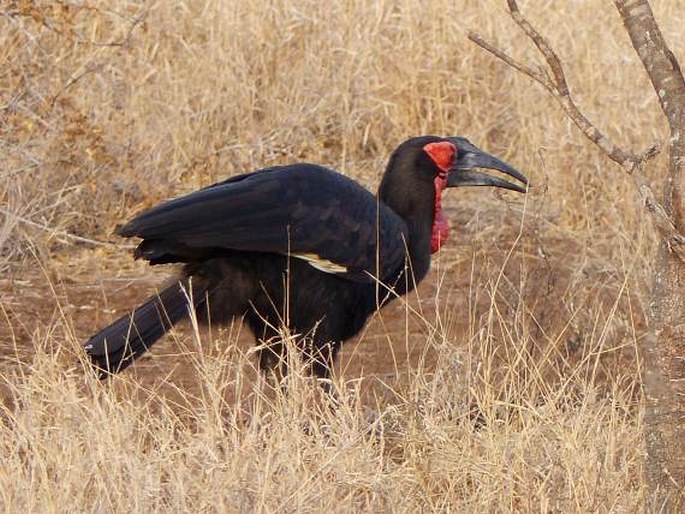 Bucorvus leadbeateri (Vigors, 1825); zoborožec kaferský