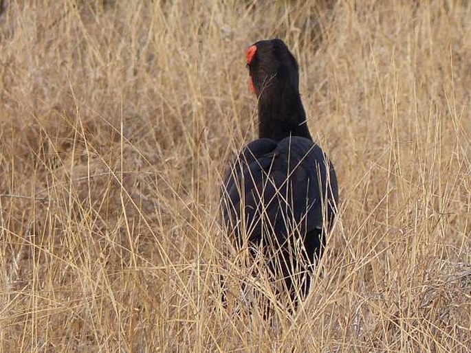 Bucorvus leadbeateri, zoborožec kaferský