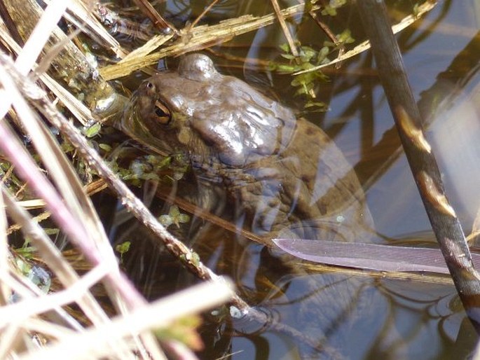 Bufo bufo, ropucha obecná