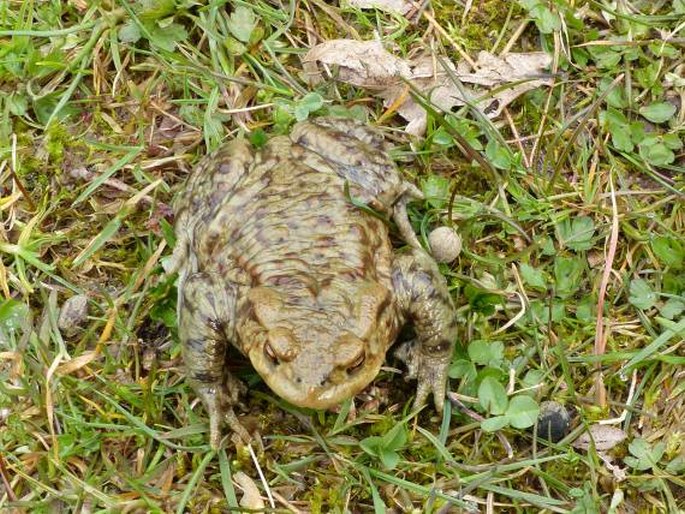 Bufo bufo, ropucha obecná