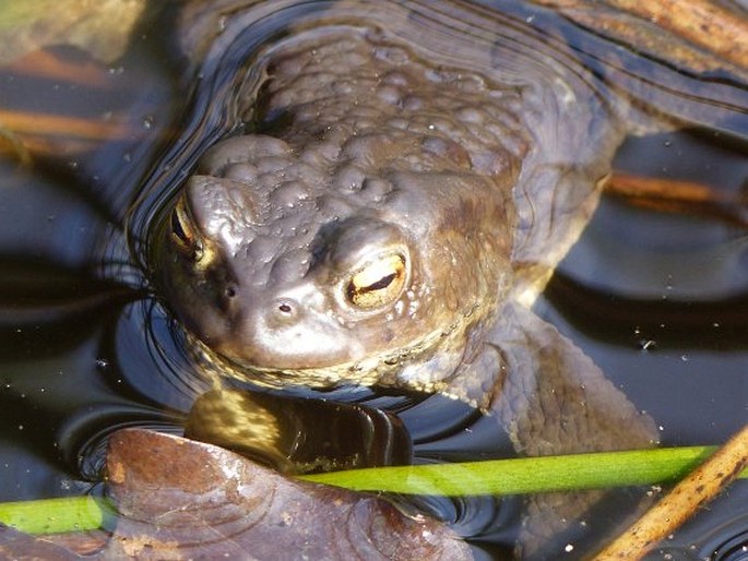 Bufo bufo, ropucha obecná