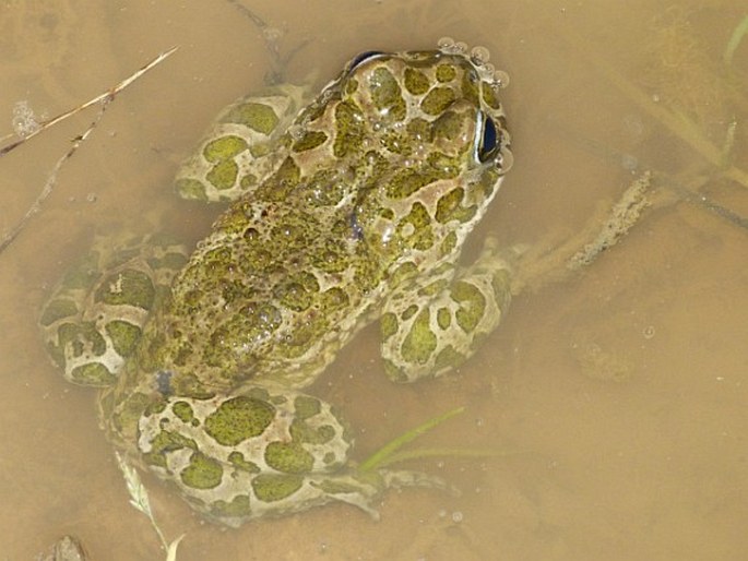 Bufotes viridis, ropucha zelená