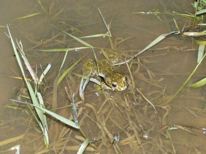 Bufotes viridis, ropucha zelená