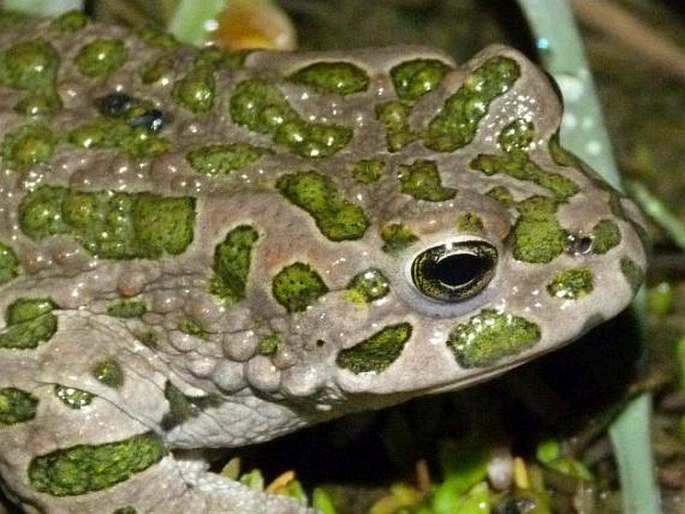 Bufotes viridis, ropucha zelená