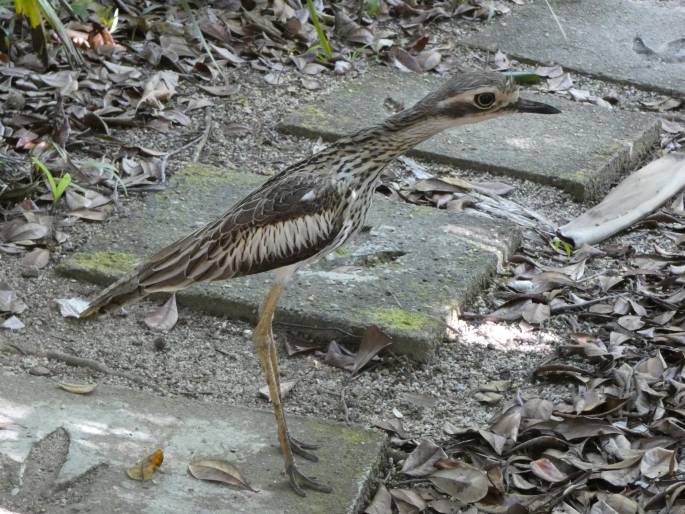 Burhinus grallarius, dytík velký