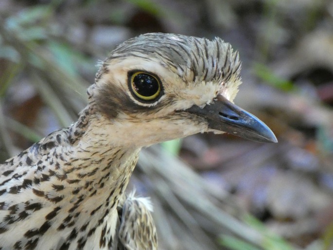 Burhinus grallarius, dytík velký