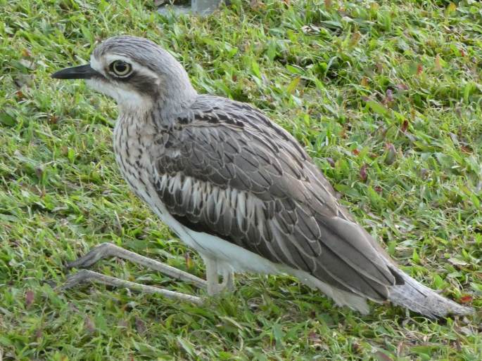 Burhinus grallarius, dytík velký