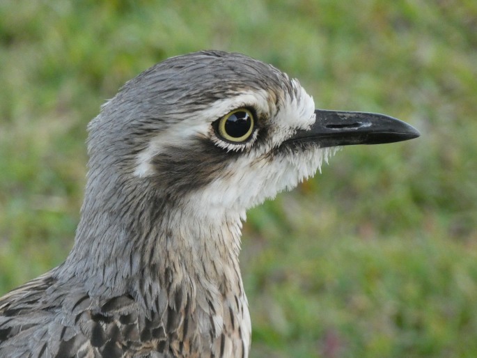 Burhinus grallarius, dytík velký