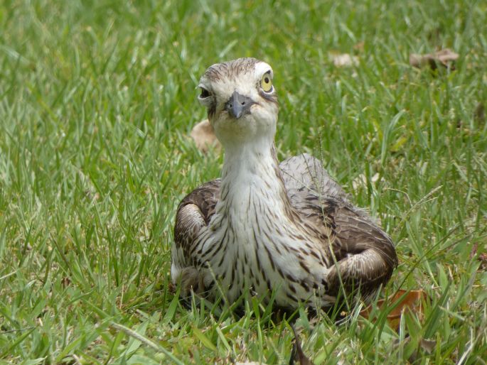 Burhinus grallarius, dytík velký