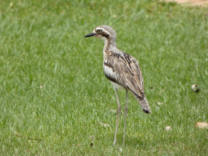 Burhinus grallarius, dytík velký