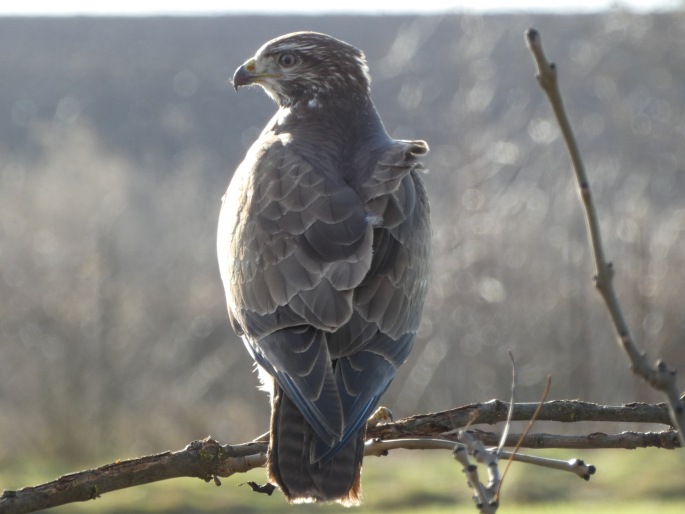 Buteo buteo, káně lesní