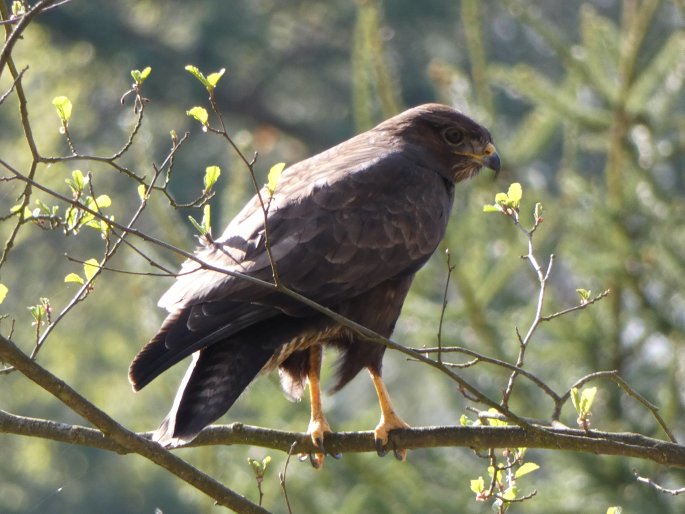 Buteo buteo, káně lesní