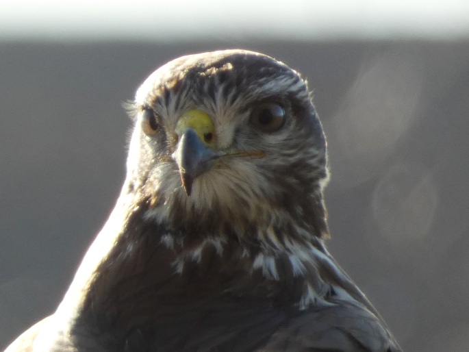 Buteo buteo, káně lesní