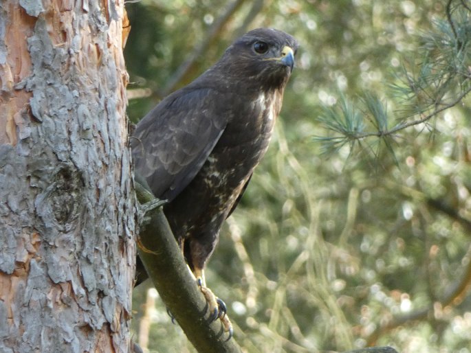 Buteo buteo, káně lesní