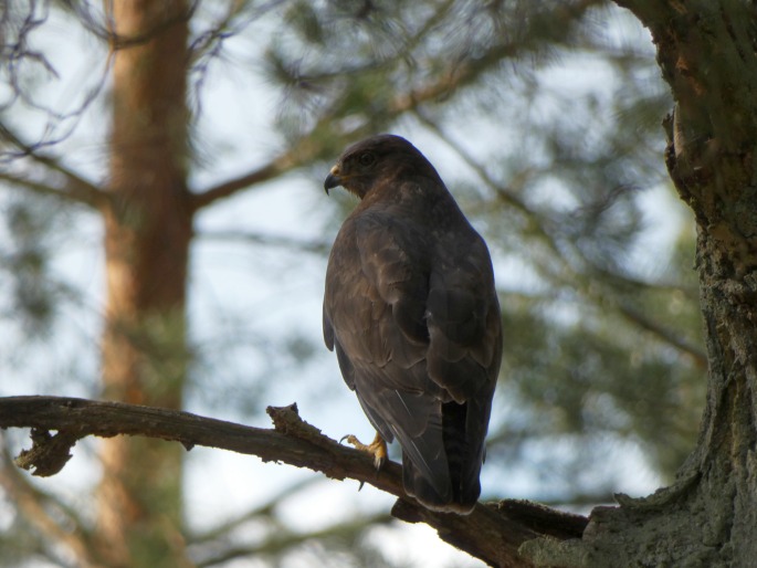 Buteo buteo, káně lesní