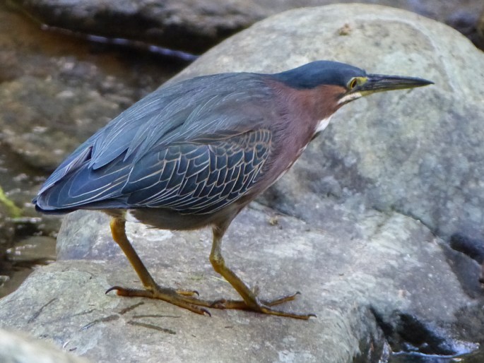 Butorides virescens, volavka zelenavá