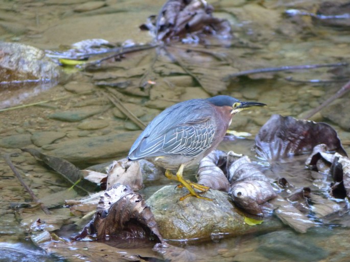 Butorides virescens, volavka zelenavá