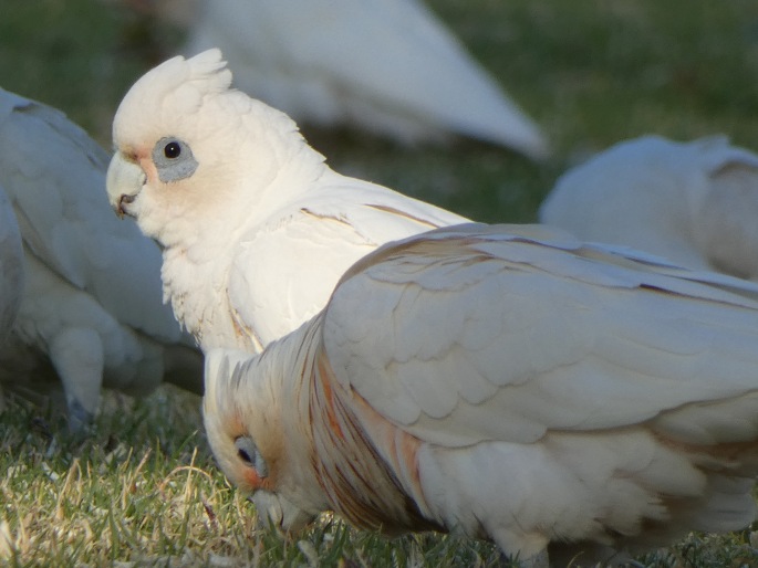 Cacatua sanguinea subsp. gymnopis, kakadu