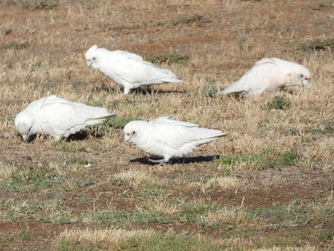 Cacatua sanguinea subsp. gymnopis, kakadu