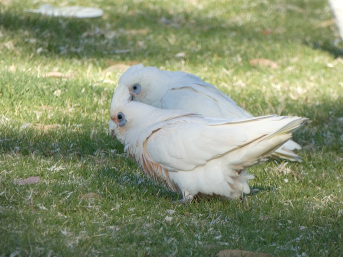 Cacatua sanguinea subsp. gymnopis, kakadu