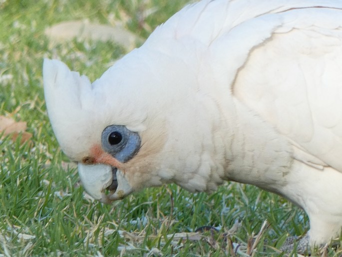 Cacatua sanguinea subsp. gymnopis, kakadu