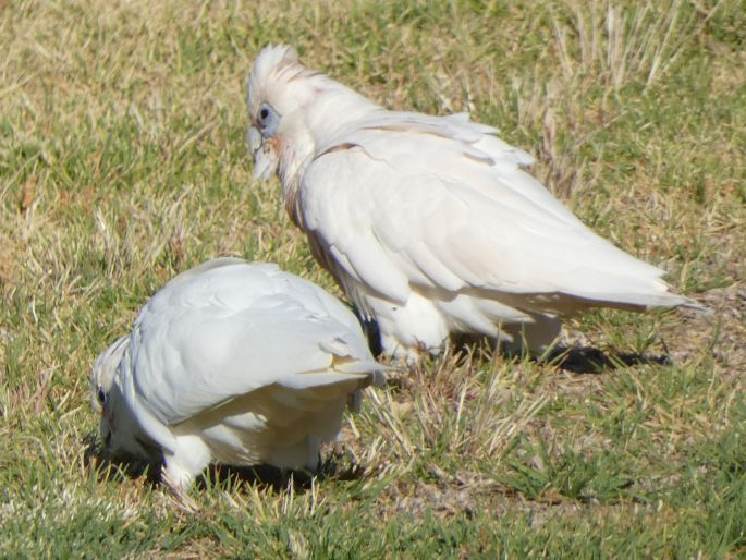 Cacatua sanguinea subsp. gymnopis, kakadu