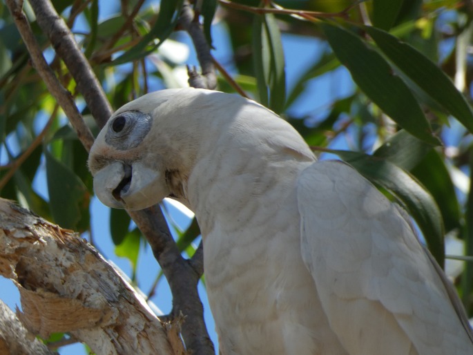 Cacatua sanguinea, kakadu naholící