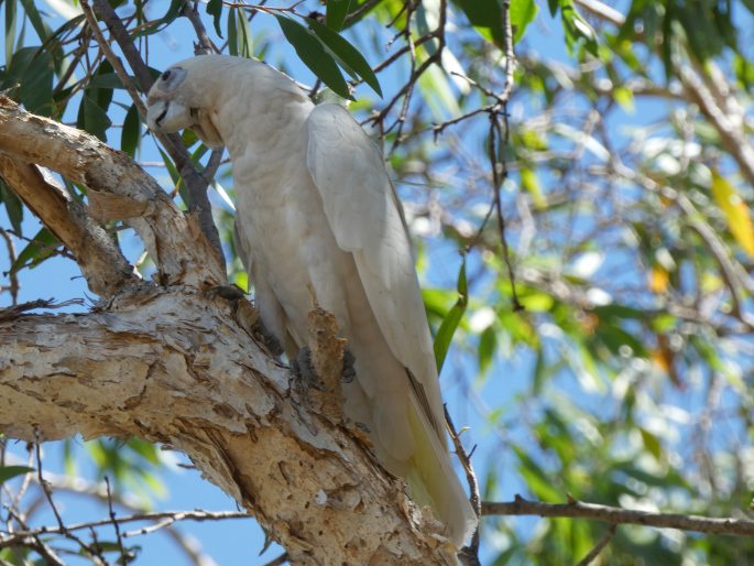 Cacatua sanguinea, kakadu naholící