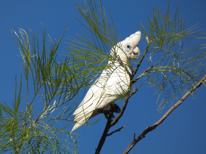 Cacatua sanguinea, kakadu naholící