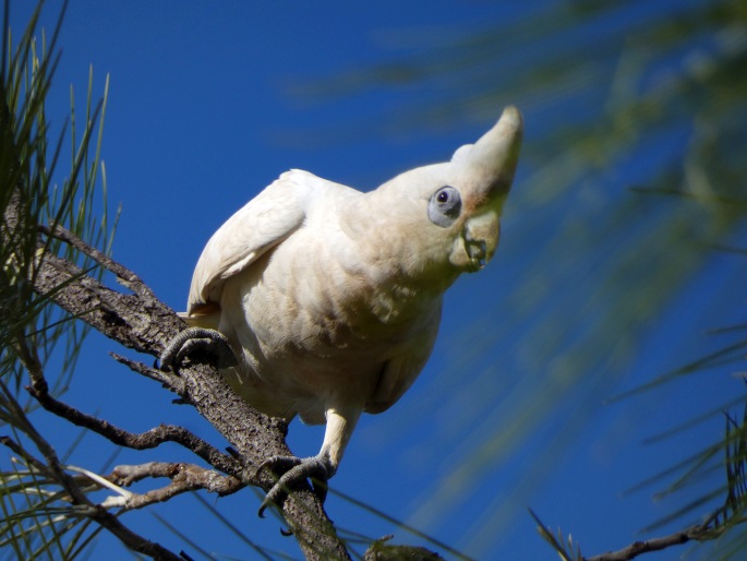 Cacatua sanguinea, kakadu naholící