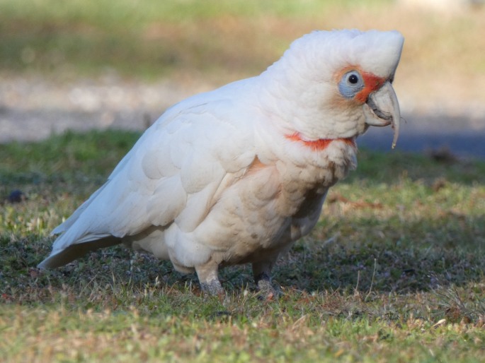 Cacatua tenuirostris, kakadu tenkozobý