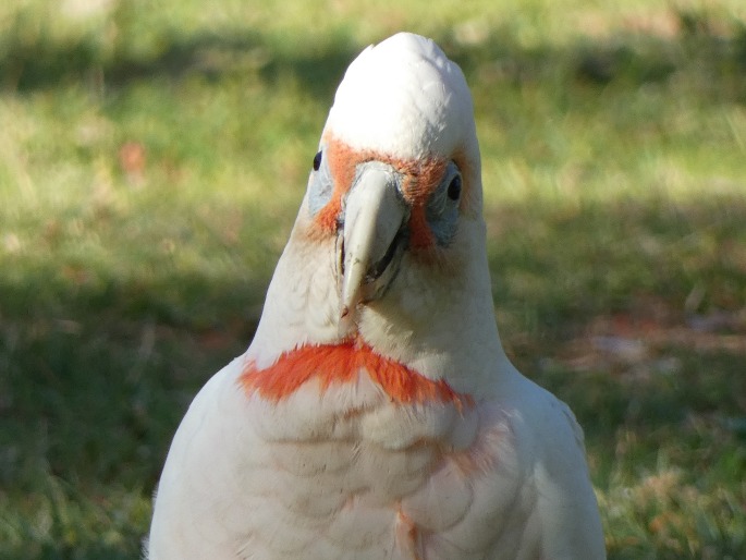 Cacatua tenuirostris, kakadu tenkozobý