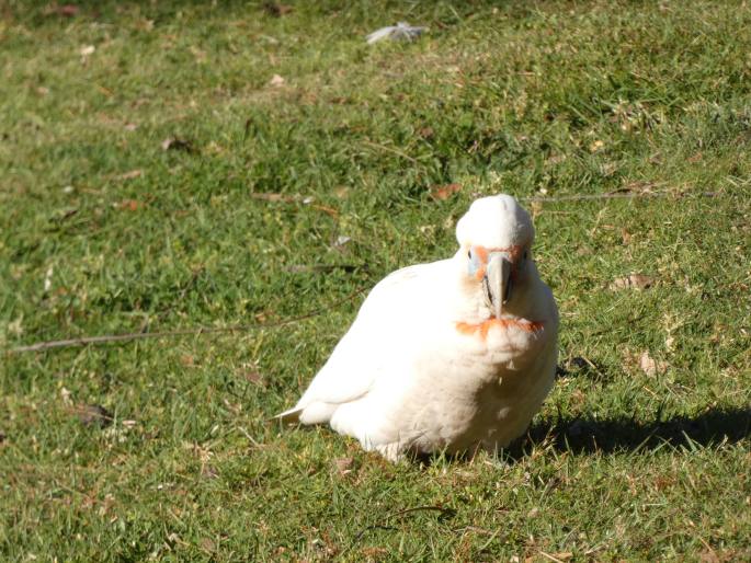 Cacatua tenuirostris, kakadu tenkozobý