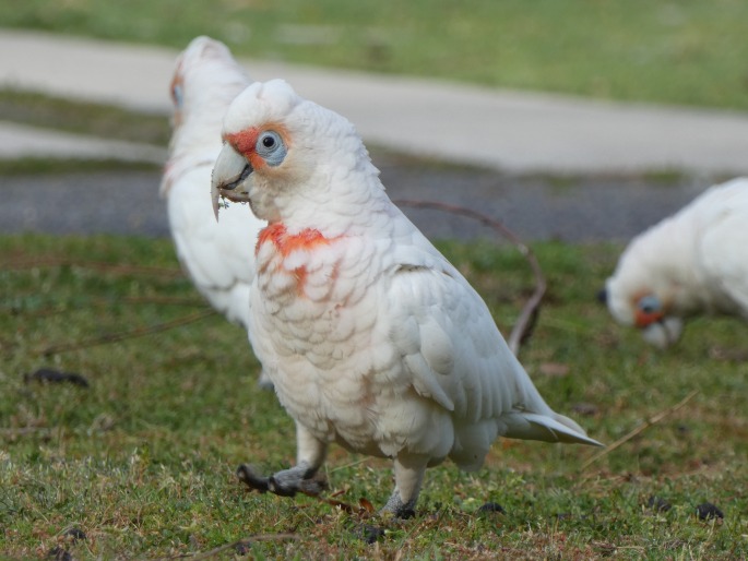 Cacatua tenuirostris, kakadu tenkozobý