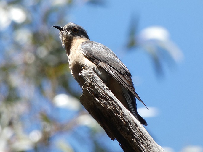 Cacomantis flabelliformis, kukačka východoaustralská