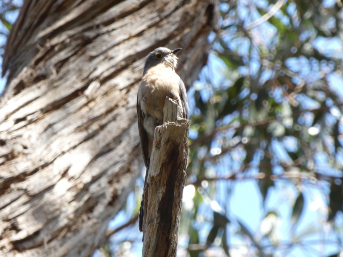 Cacomantis flabelliformis, kukačka východoaustralská