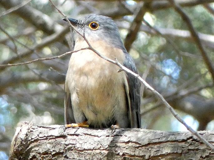 Cacomantis flabelliformis, kukačka východoaustralská