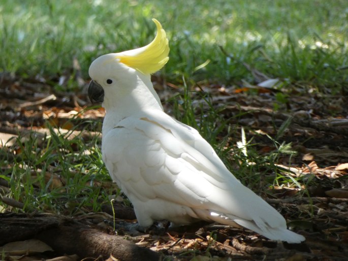 Cacatua galerita, kakadu žlutočečelatý