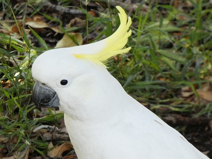 Cacatua galerita, kakadu žlutočečelatý