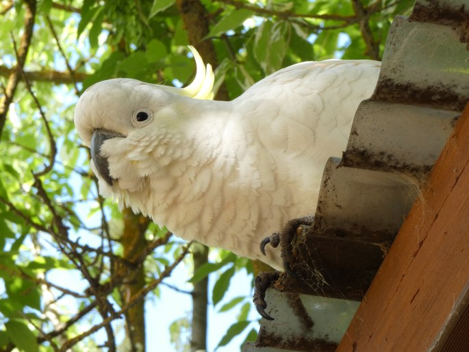 Cacatua galerita, kakadu žlutočečelatý