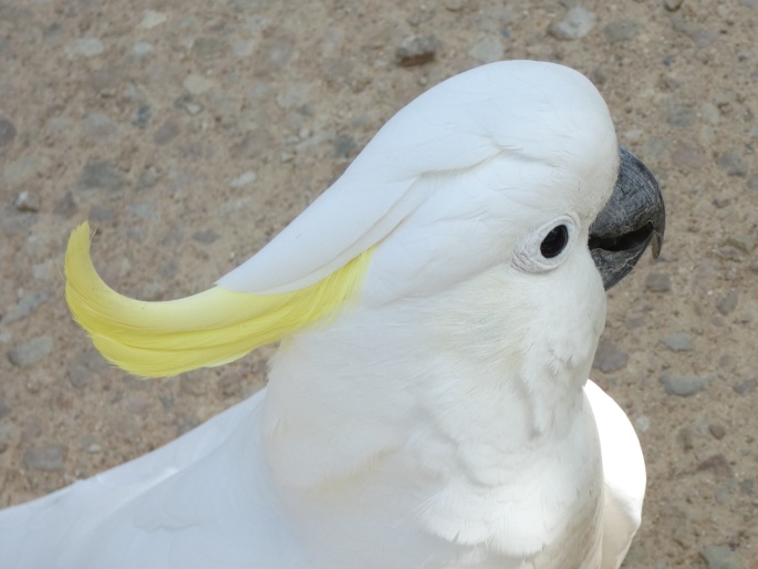 Cacatua galerita, kakadu žlutočečelatý