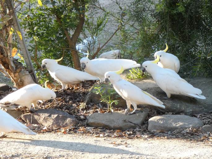 Cacatua galerita, kakadu žlutočečelatý