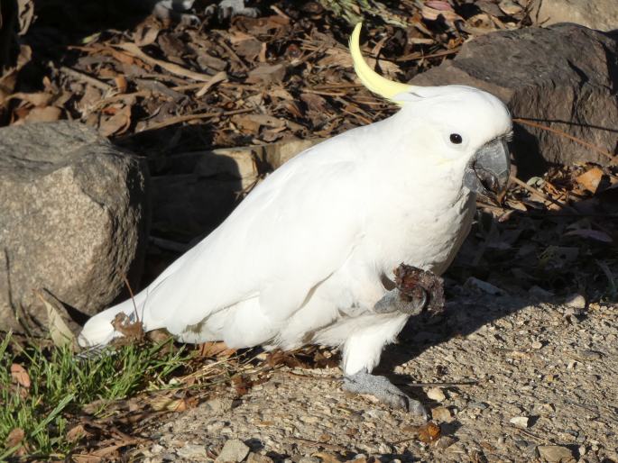 Cacatua galerita, kakadu žlutočečelatý