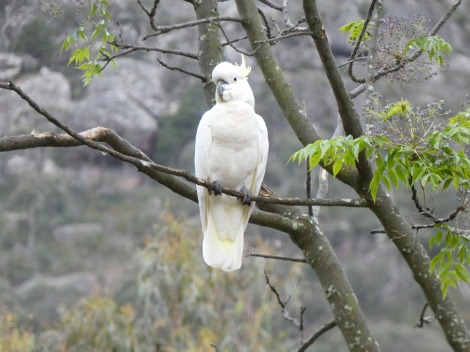 Cacatua galerita, kakadu žlutočečelatý