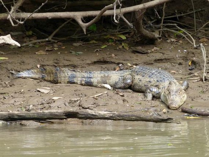 Caiman crocodilus, kajman brýlový